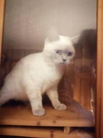 Image 8 of one longhair/BRITISH SHORTHAIR KITTENS/CATS GCCF ACTIVE