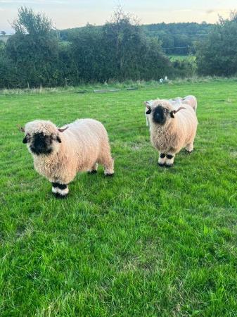 Image 2 of Valais blacknose ewes for sale.
