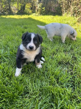 Image 7 of Border collie pups, ready from the 7th June
