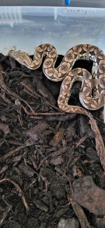 Image 3 of 2year old male and female dumeril boas for sale