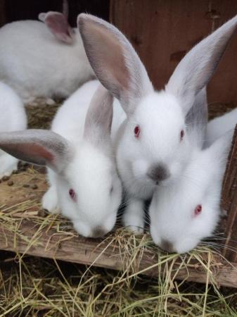 Image 2 of Californian and New Zealand White rabbits