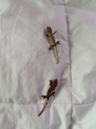 Image 3 of 4 weeks old lavender crested geckos