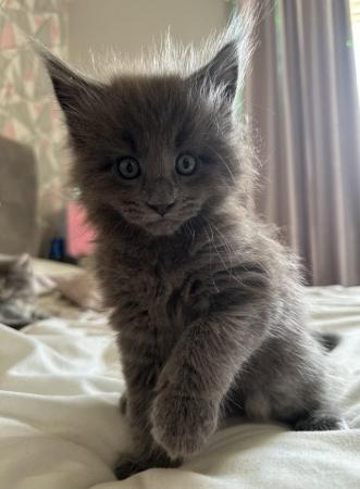 Image 3 of Maine Coon Kittens for Sale
