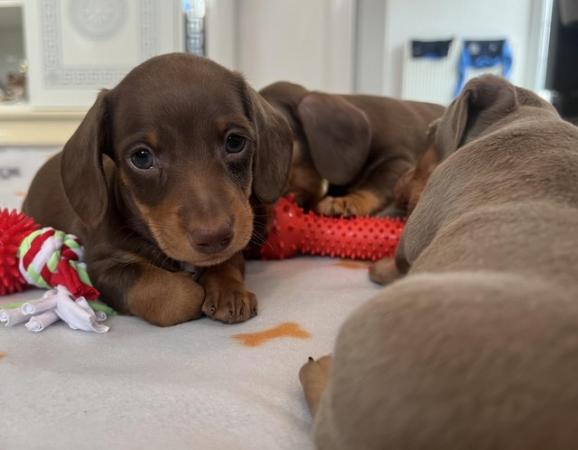 Image 1 of Beautiful health tested miniature smooth dachshund