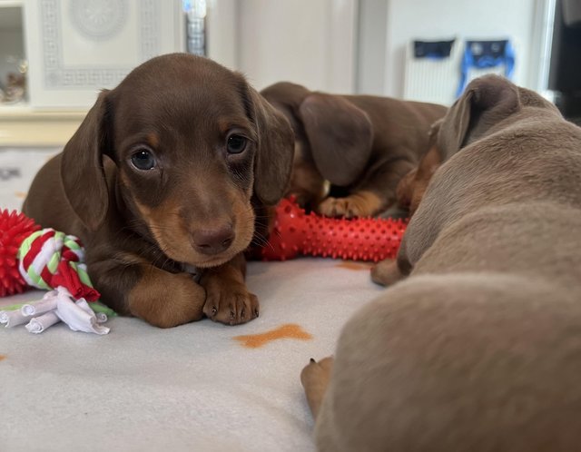 Preview of the first image of Beautiful health tested miniature smooth dachshund.