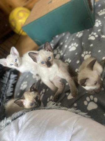 Image 31 of Exceptionally beautiful and silky soft GCCF siamese kittens