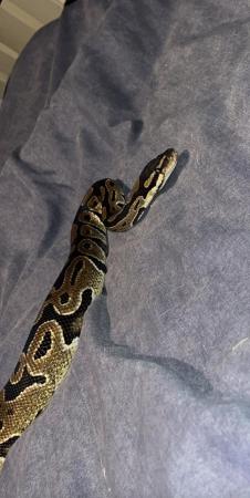 Image 4 of 2 years male ball python