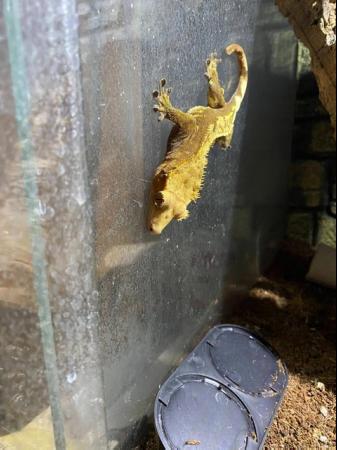 Image 3 of Crested Gecko w/ Exo Terra 45x45x60cm (18x18x24")