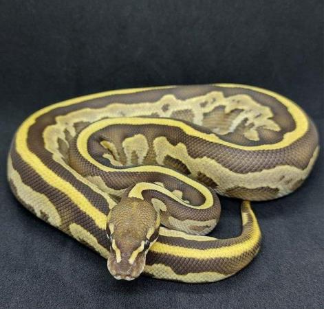 Image 2 of fire leopard mojave ph hypo ball python / royal python snake