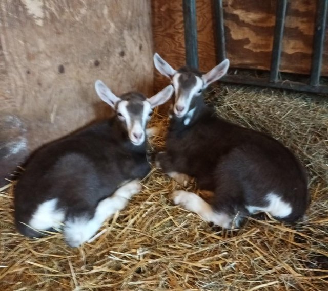 Preview of the first image of Toggenburg Male Goat kids for Sale.
