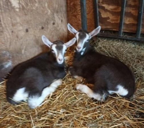 Image 1 of Toggenburg Male Goat kids for Sale