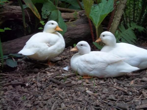 Image 6 of QUALITY CALL DUCK HATCHING EGGS AVAILABLE £3 EACH