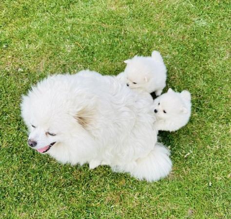 Image 11 of Pomeranian puppies for sale