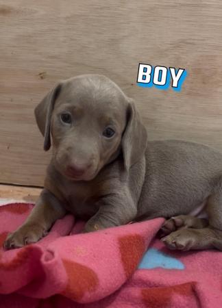 Image 4 of Dachshund puppies for sale