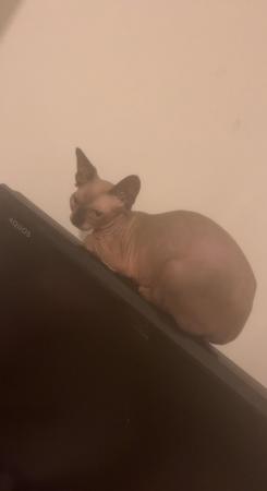 Image 2 of Almost 2 Year Old Neutered Male Sphynx