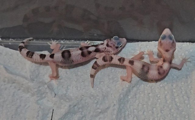 Image 2 of Baby leopard geckos ready to be reserved!