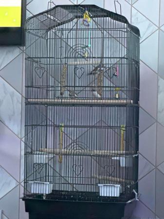 Image 4 of 3x male finches with cage and accessories