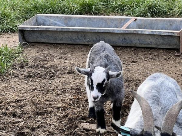 Image 2 of Beautiful baby pigmy goats