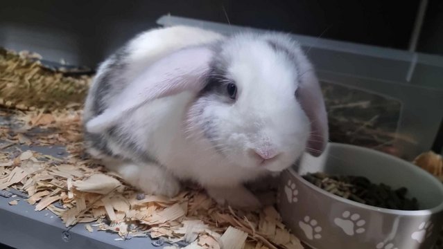 Image 5 of Mini lops looking for loving homes