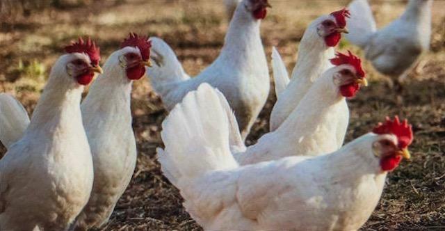 Image 1 of chicken white star point of lay chickens for sale