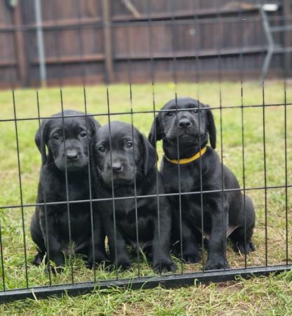 Image 8 of KC registered Black labrador puppy for sale
