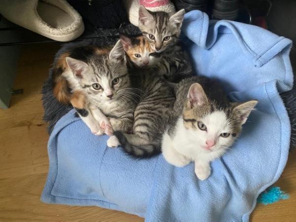 Image 4 of BEAUTIFUL KITTENS FOR SALE