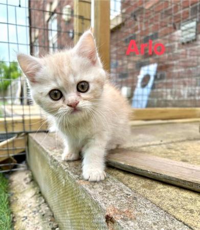 Image 5 of ALL SOLD Beautiful Exotic Persian kittens