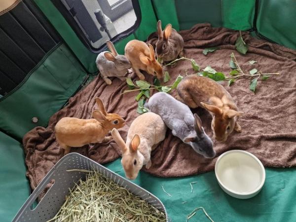 Image 14 of 4 Mini rex rabbits left looking for their forever homes