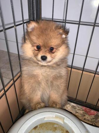 Image 2 of ONE LEFT brown Pomeranian puppies