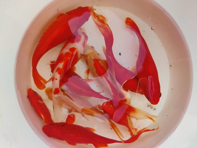 Goldfish for sale (£2 each) (over 50 available)