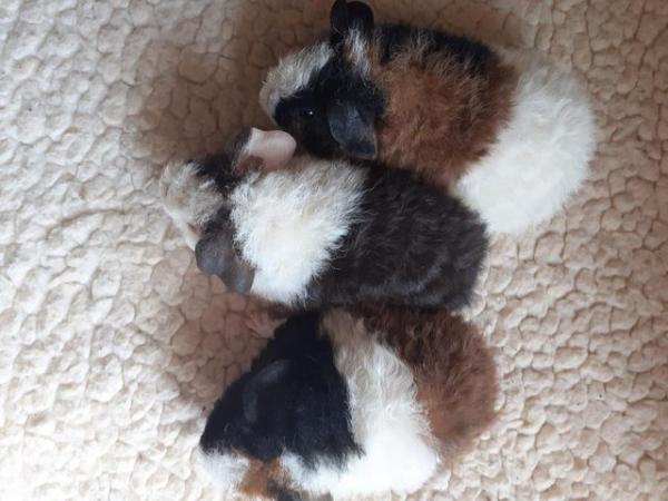 Image 7 of BEAUTIFUL BABY BOYS AND GIRL GUINEA PIGS