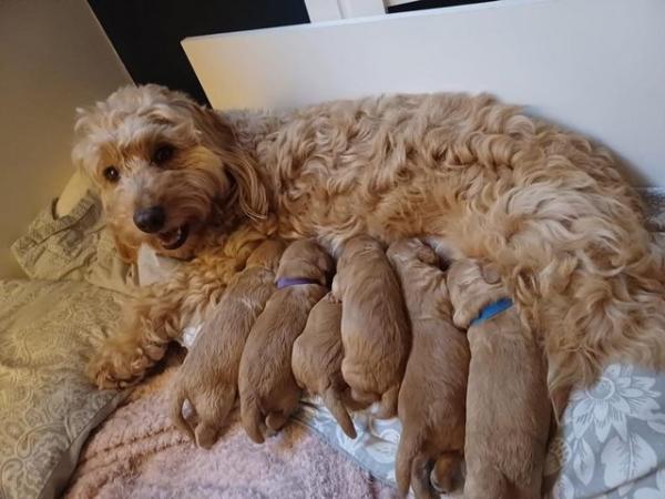 Image 3 of Apricot Cockerpoo puppies puppy dogs boys and girls London