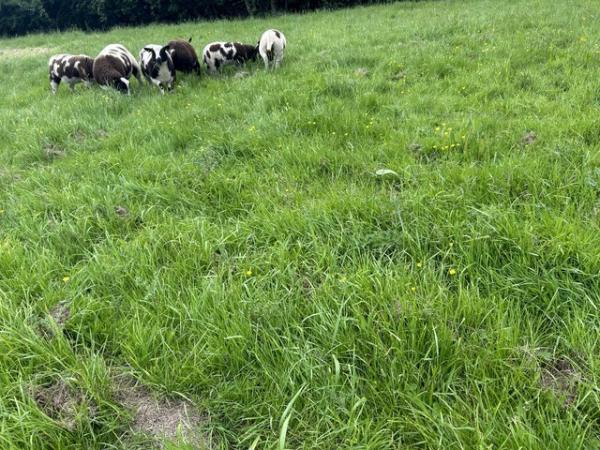 Image 2 of Jacob x dutch spotted ewe lambs