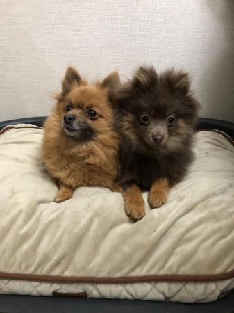 Image 2 of Kc registered lilac and tan pomeranian boy