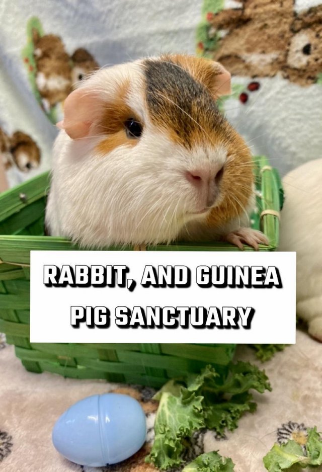 Preview of the first image of Sanctuary for rabbits and guinea pigs.