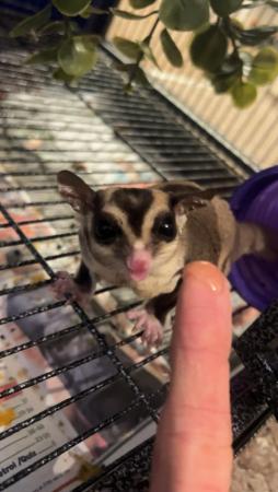 Image 7 of 2x Young Sugar Gliders + Full Cage Set Up.