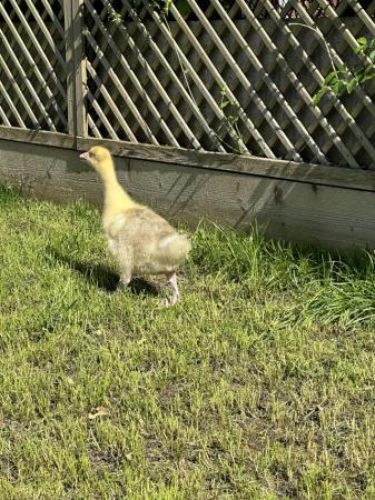 Image 3 of Embden goslings available now