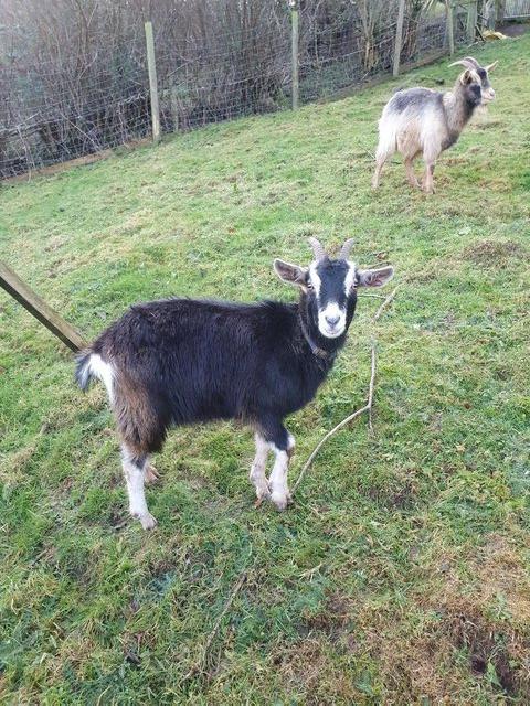 Preview of the first image of Golden Gurnsey Nanny Goats.