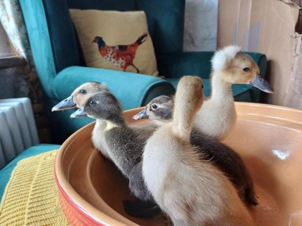Image 21 of Gorgeous Indian Runner Ducklings