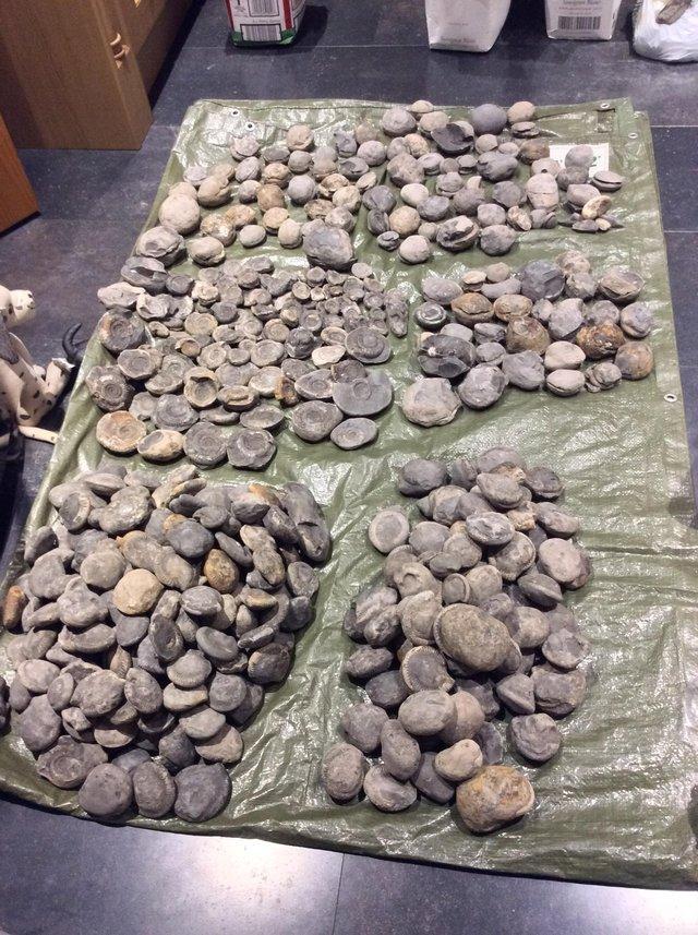 Preview of the first image of Fossil ammonites for sale various examples.
