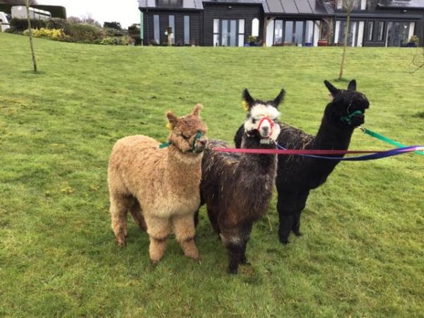 Image 2 of A delightful group of 3 pet male yearling alpacas
