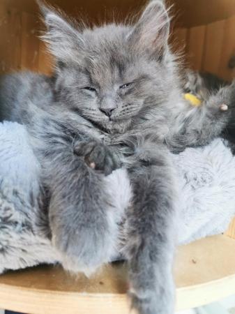 Image 2 of Maine Coon kittens. Registered. Health tested