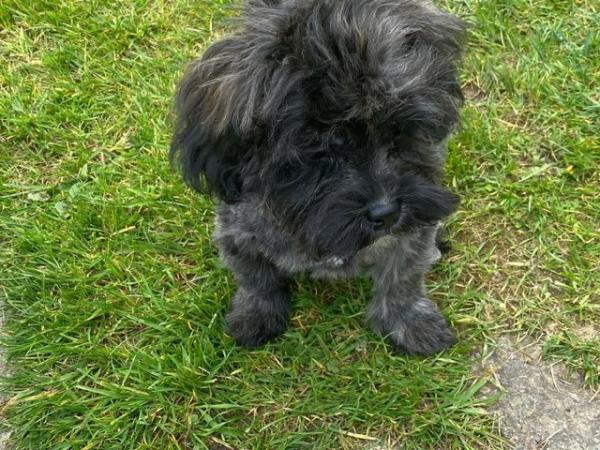 Image 15 of CUTE AND CUDDLY SHIHPOO PUPPIES