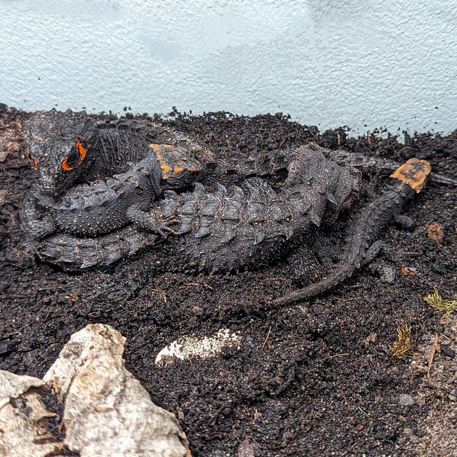 Preview of the first image of Red Eyed Crocodile Skinks babies - Tribolonotus gracilis.