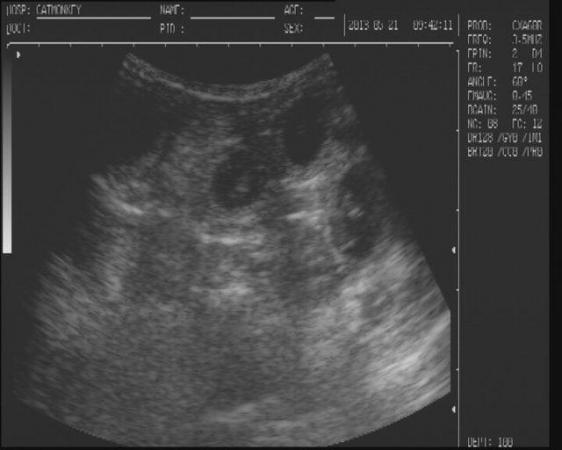 Image 8 of canine ultrasound scanning in your own home