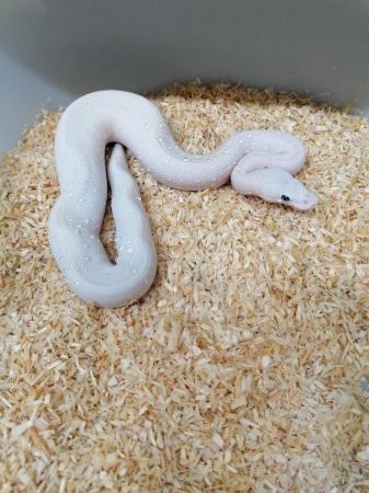 Image 9 of Snakes for sale! Ball pythons and cornsnakes