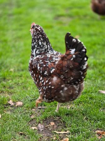Image 2 of Speckled sussex large fowl hatching eggs for sale