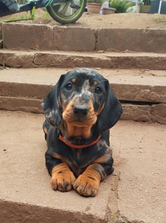 Image 11 of KC reg - Champions Line Smooth Haired Dachshund puppies