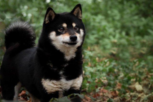 Preview of the first image of Japanese Shiba Inu Chief for stud duties.
