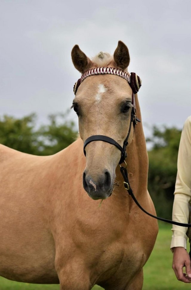 Preview of the first image of Stunning welsh part bred 4 yr old palomino.